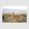 Atacama Desert -Home Sale Shop Atacama Desert Art Print.003