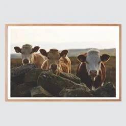 Donegal -Home Sale Shop Donegal Wood