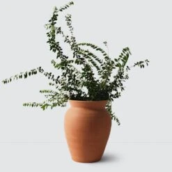 Lafayette Planter -Home Sale Shop Lafayette Terracotta Planter Large 2