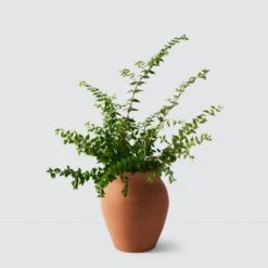 Lafayette Planter -Home Sale Shop Lafayette Terracotta Planter Medium 2