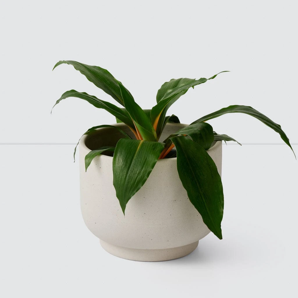 Paseo Tabletop Planter 3 Paseo Tabletop Planter