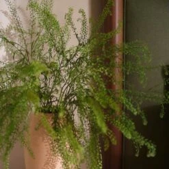 Ridge Bed -Home Sale Shop Ridge Bed Forest Walnut 4